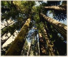 Old-growth forests are thick as the great woods of Germania